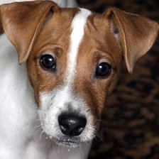 Схема вышивки «Федя»