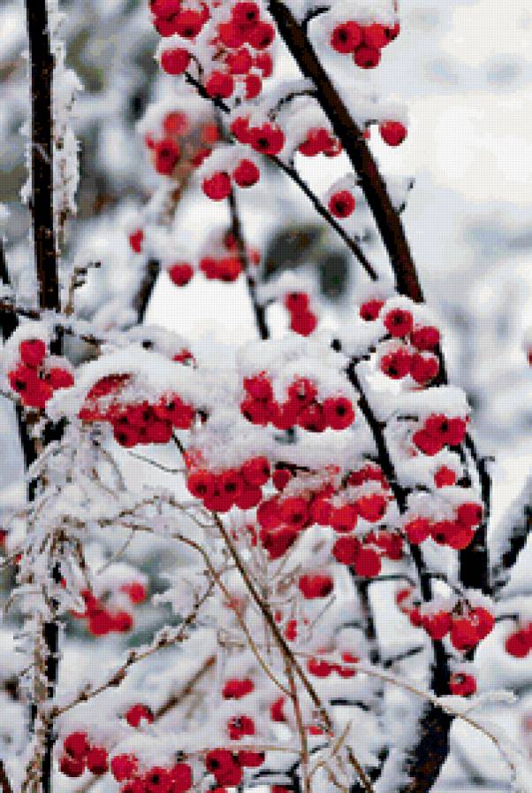 рябина - деревья, красота, природа, зима - предпросмотр