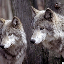 Схема вышивки «волки»