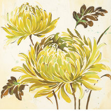 Хризантемы