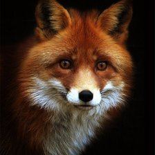 Схема вышивки «лиса»