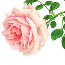 Схема вышивки «роза»