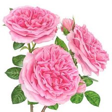 Схема вышивки «розы»