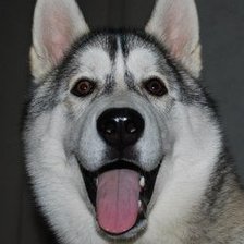 Схема вышивки «Хаски»