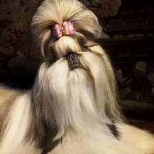 Схема вышивки «Китюня Ши-тцу»