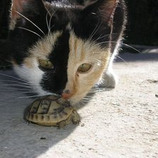 Схема вышивки «Кот и черепашка.»