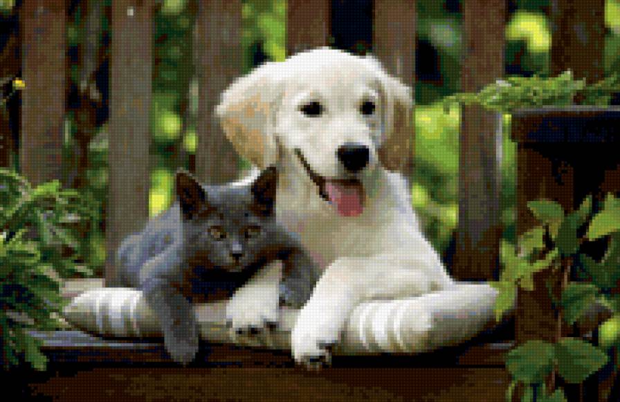 Верные друзья. - собака, кот - предпросмотр