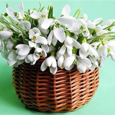 подснежники