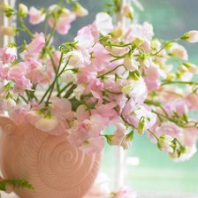 душистый горошек