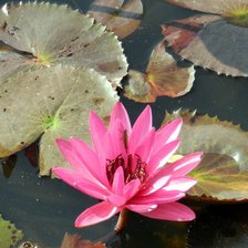 Схема вышивки «mine»