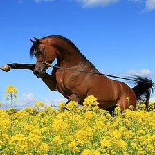 Схема вышивки «№266201»