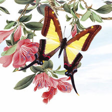 Схема вышивки «646»