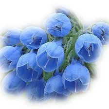 Схема вышивки «КОЛОКОЛЬЧИКИ»