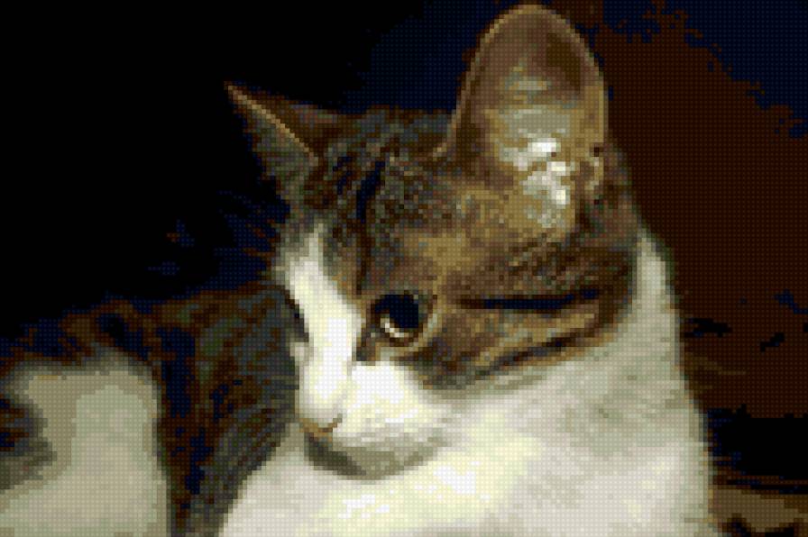 коша - предпросмотр