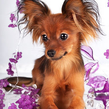 Схема вышивки «Милашка»