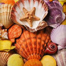 Схема вышивки «ракушки»