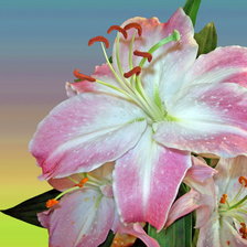 Схема вышивки «Лилия»