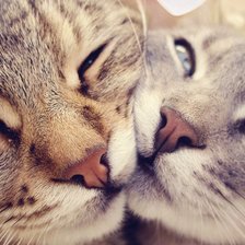 Схема вышивки «Котики»