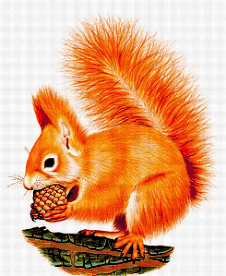 Белочка - животные, белки - предпросмотр