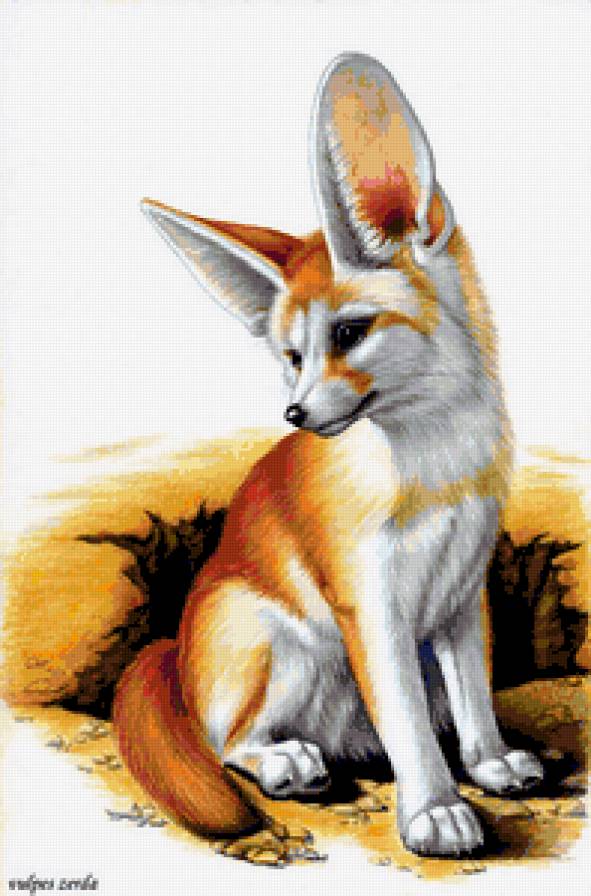 Фенек - животные, лисы, фенек - предпросмотр