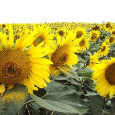 Схема вышивки «подсолнухи»