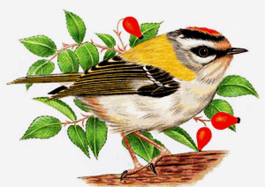 Серия "Птицы" - ягоды, птицы - предпросмотр