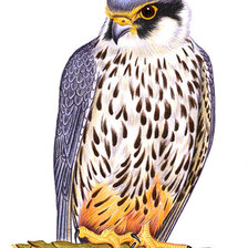 Схема вышивки «Серия "Птицы"»