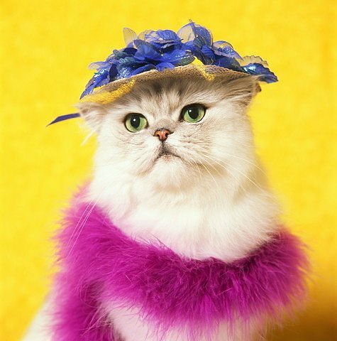 Дамочка-кошка. - кот - оригинал