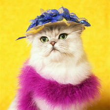 Дамочка-кошка.