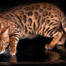 Схема вышивки «Кошечка»