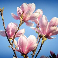 Схема вышивки «фрезия»