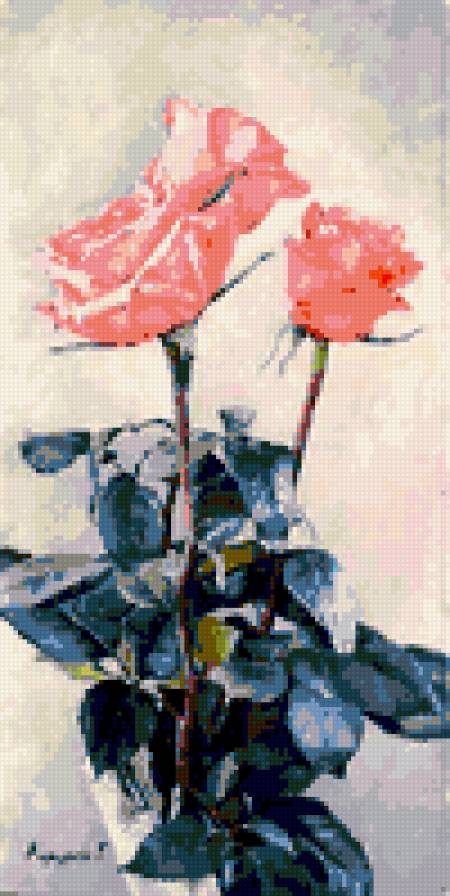 розовые розы - цветы розы - предпросмотр