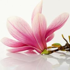 Схема вышивки «фрезия»