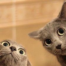 Два котика.