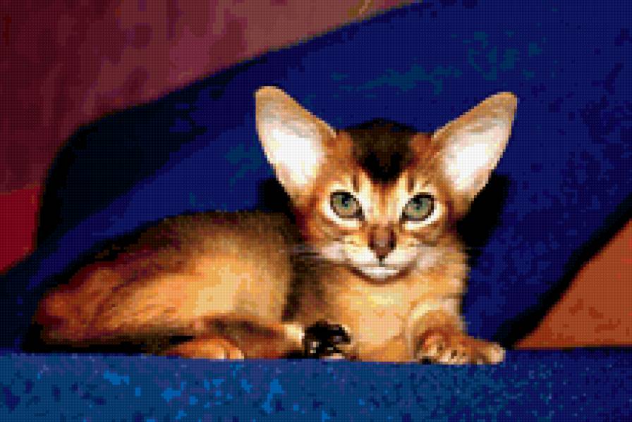 Красавчик. - кот - предпросмотр