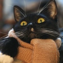 Схема вышивки «Милый котик»