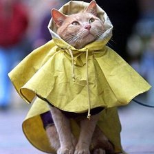 Схема вышивки «В дождевичке.»