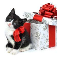 Схема вышивки «Пушистый подарок.»