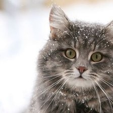 Заснеженный котик.