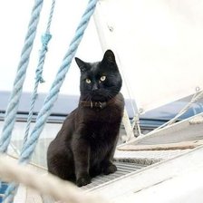 Схема вышивки «Морской кот.»