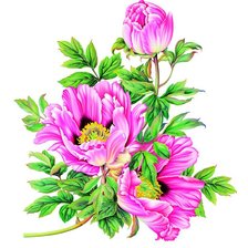 Схема вышивки «маки»