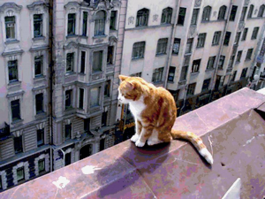На крыше. - кот - предпросмотр