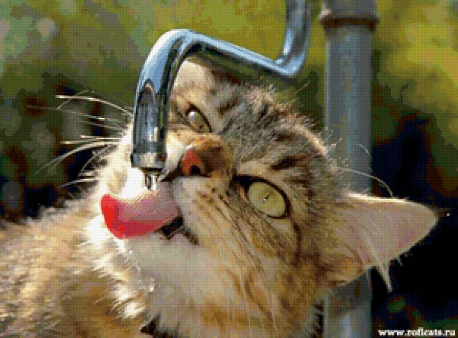 Жажда. - кот - предпросмотр