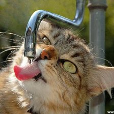 Схема вышивки «Жажда.»