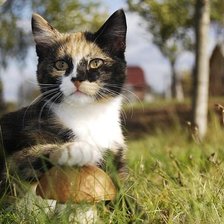 Схема вышивки «А я белый гриб нашел.»