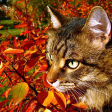 Схема вышивки «Осенняя прогулка.»