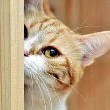 Схема вышивки «А  я стесняюсь:-)»