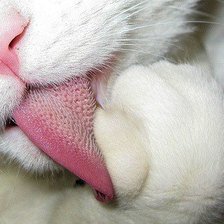 Схема вышивки «Кот.»