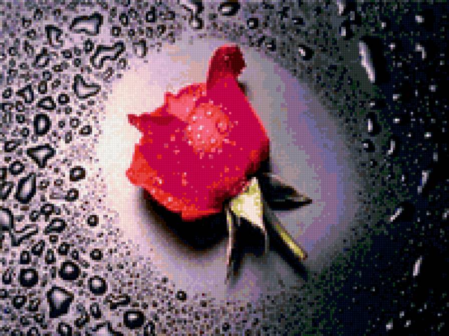 Бутон розы. - роза - предпросмотр