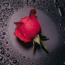 Схема вышивки «Бутон розы.»